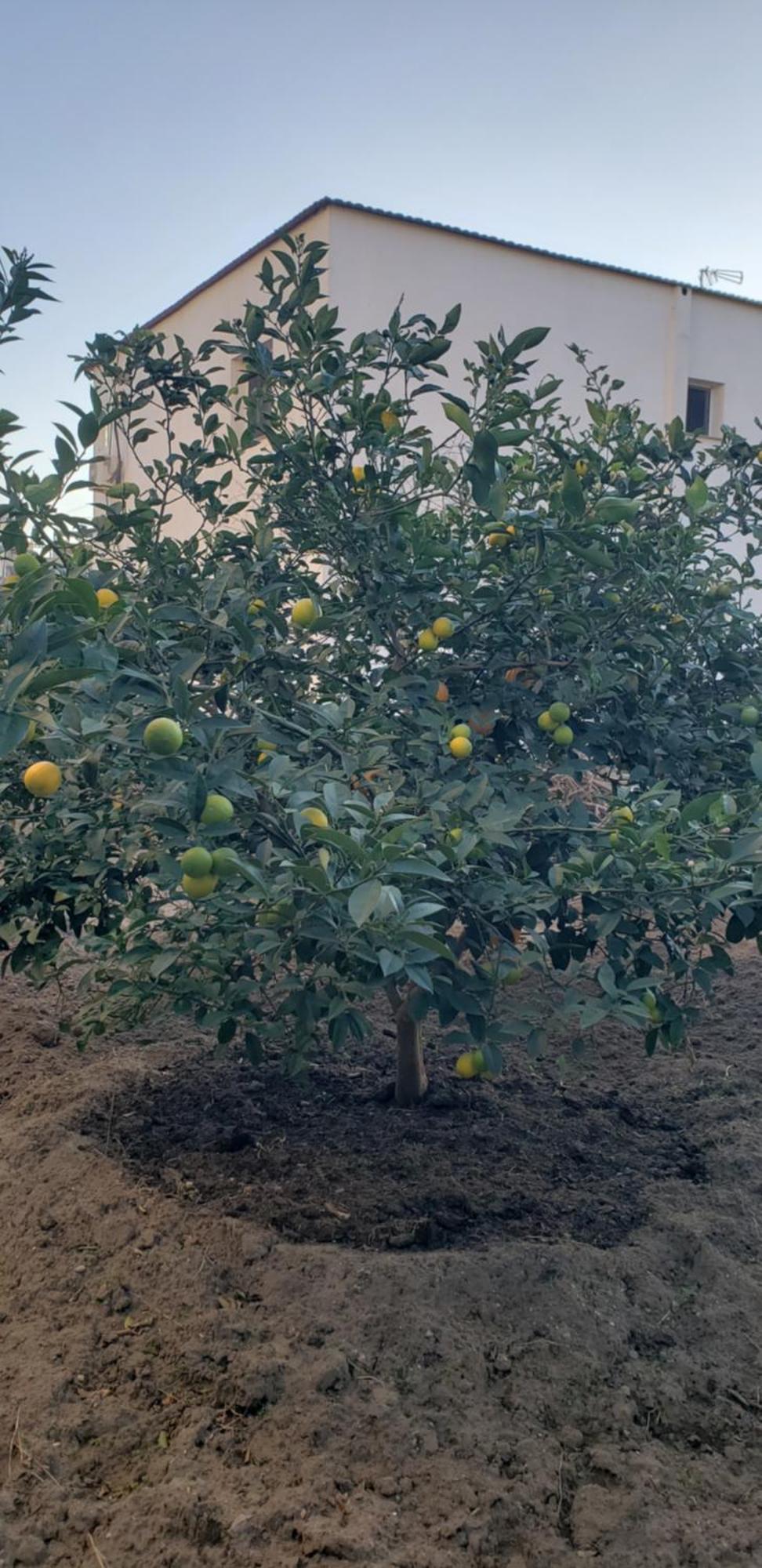 Pomegranates & Olives Guesthouse Дуррес Экстерьер фото